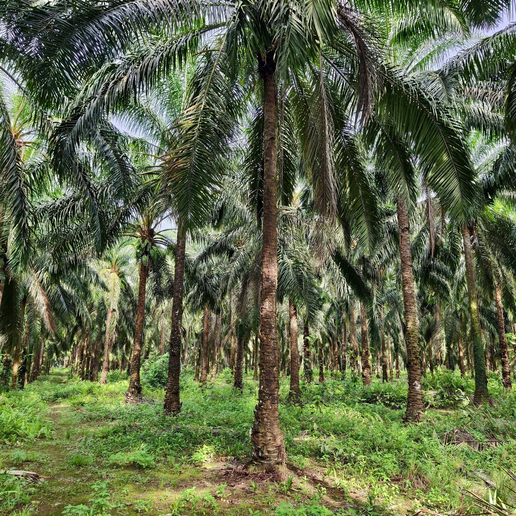 Our perspective regarding Palm Oil