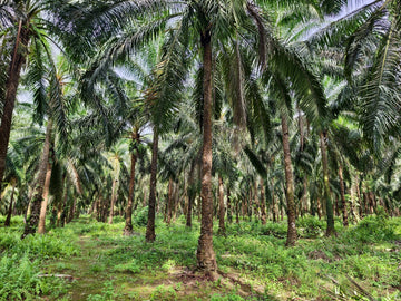 Our perspective regarding Palm Oil