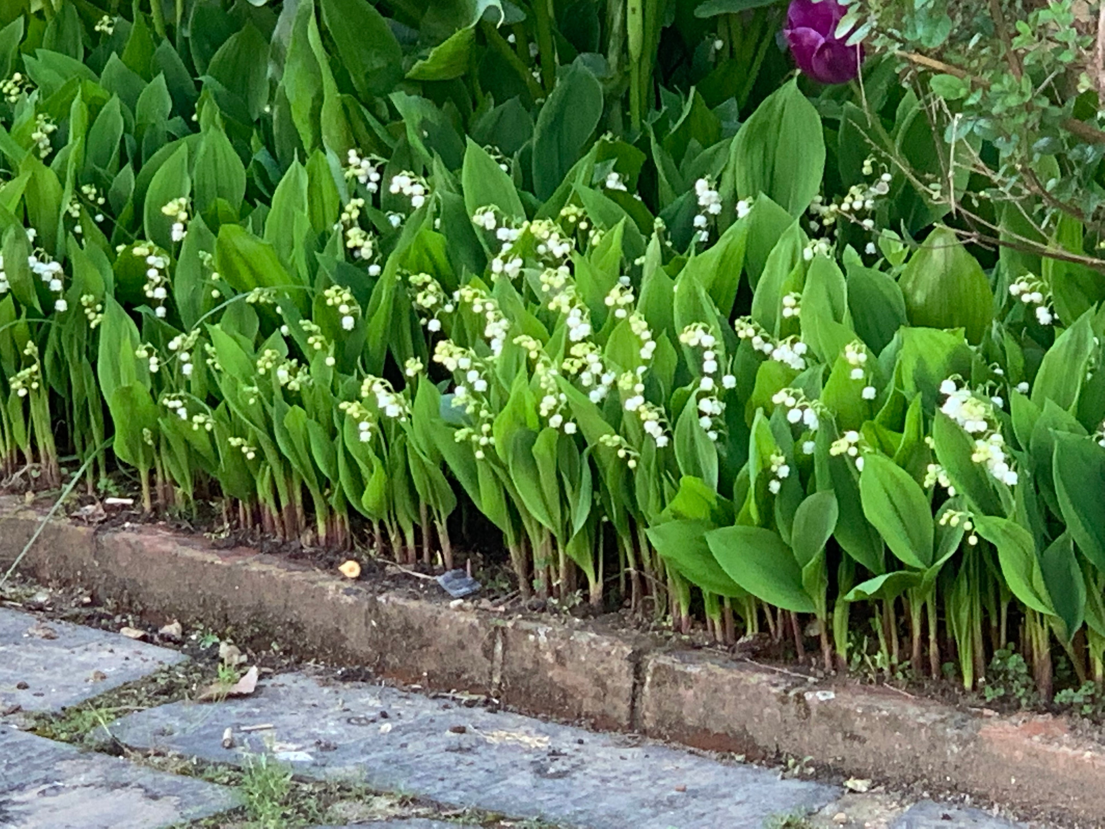 La Fête du Muguet