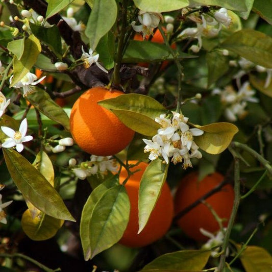 Orange Blossom, Marseille Liquid Soap | 1L